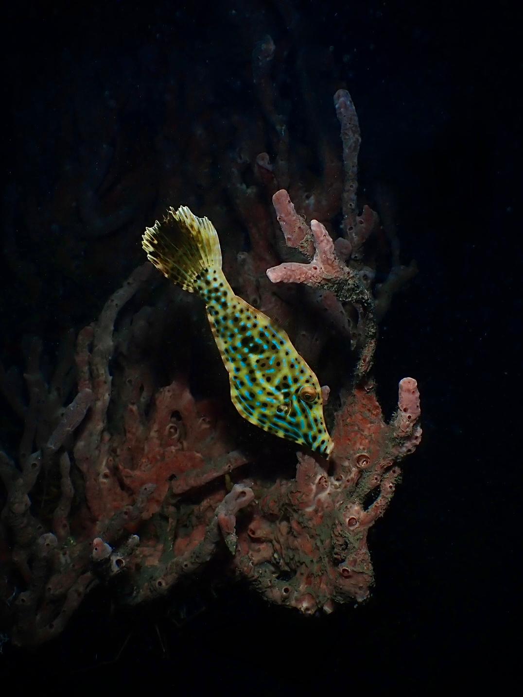 Scrawled filefish hovering beside a red sponge coral