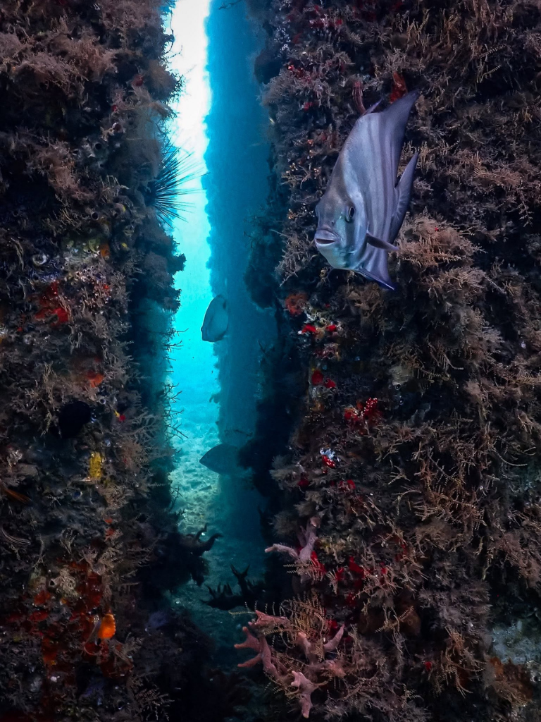 Fish swimming through a reef passage