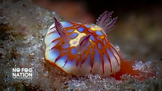 Nudibranch