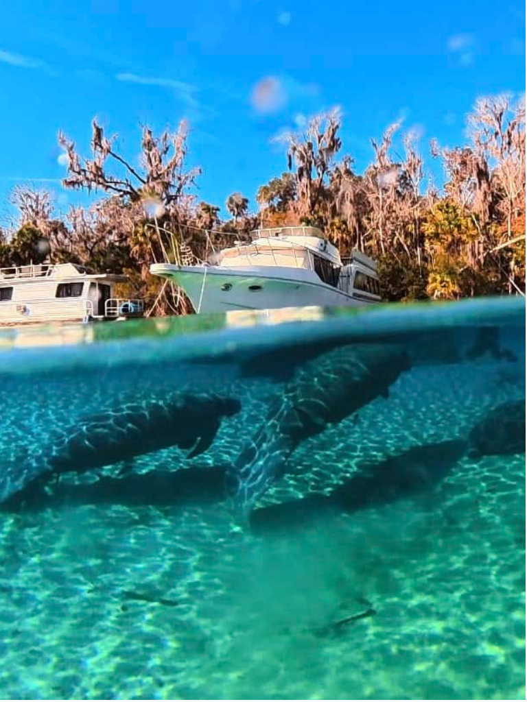 Manatees beneath the water surface near a docked boat