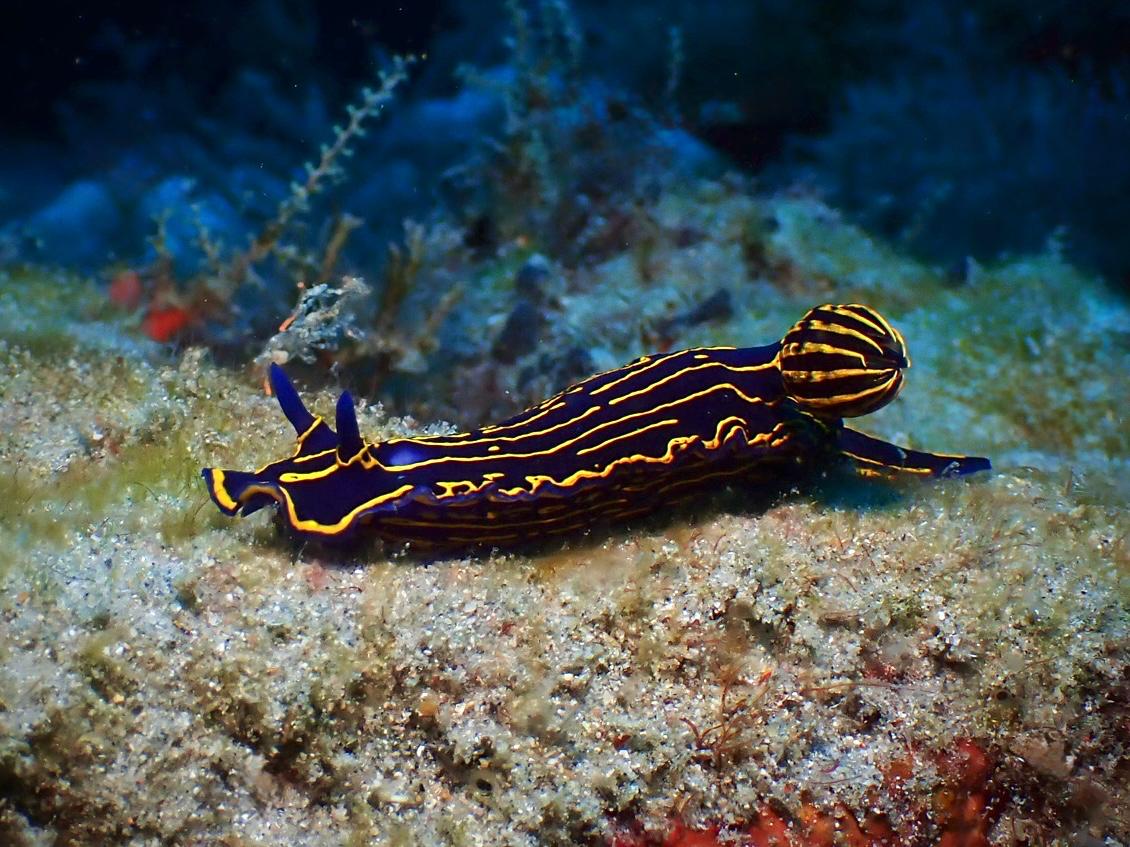 Yellow-striped nudibranch crawling across the reef floor