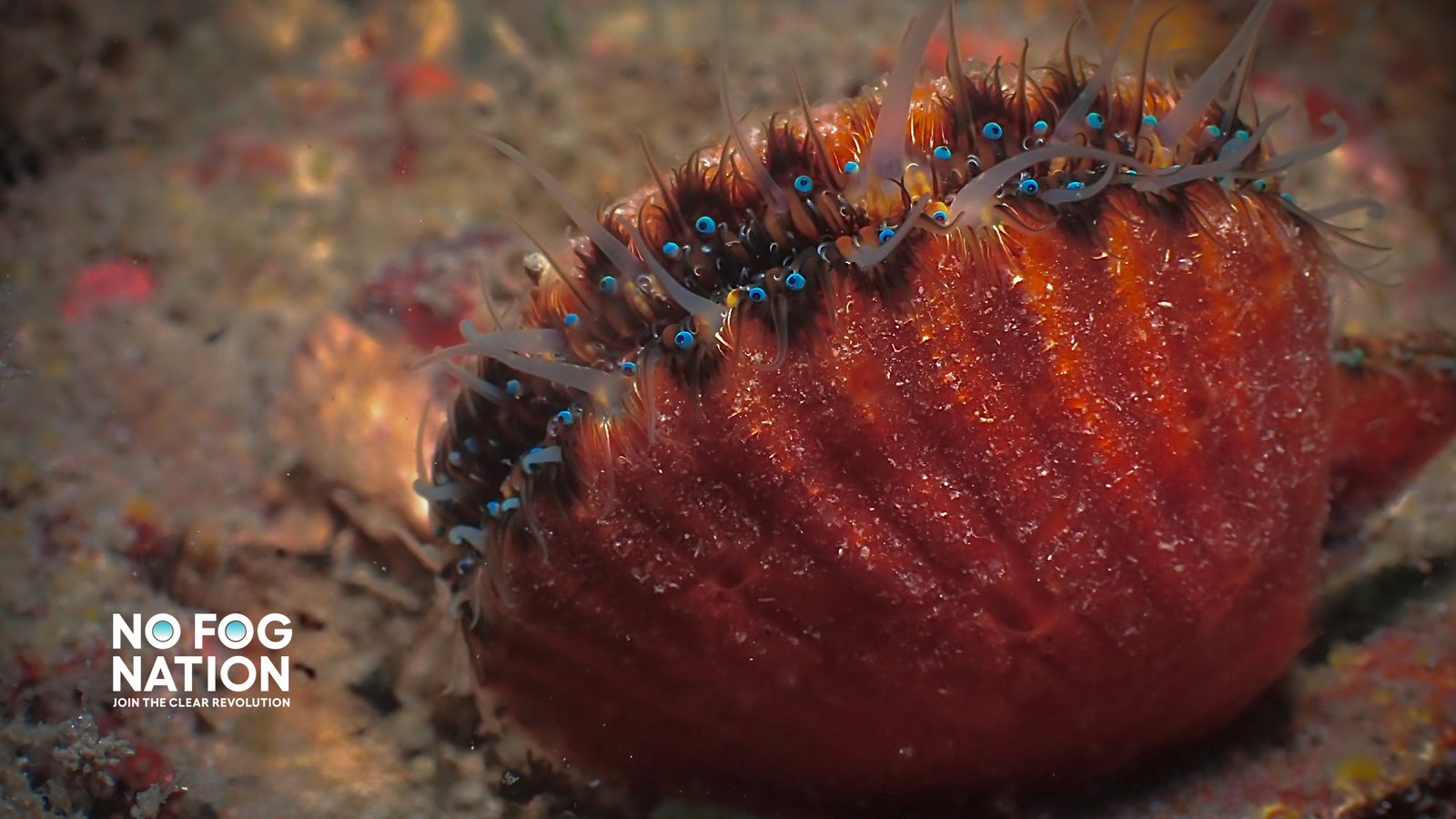 Underwater anemone shot through clear lens