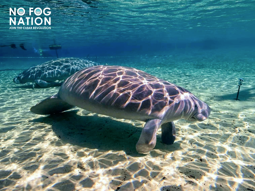 Manatee in crystal-clear springs