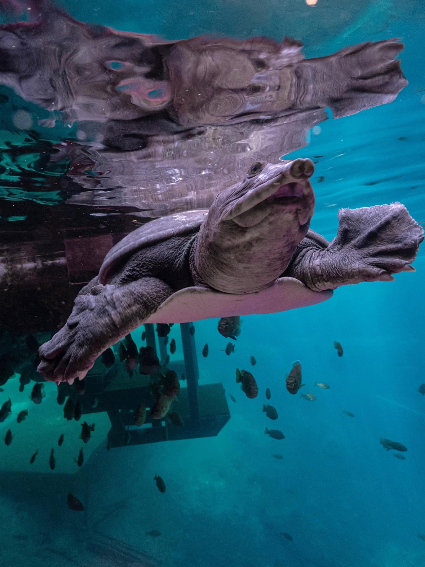 Turtle swimming beneath the water surface with a mirrored reflection